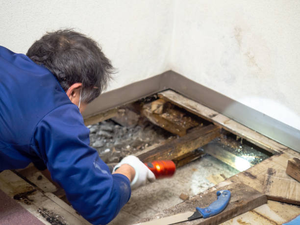 Best Mold Remediation  in Ashland, PA