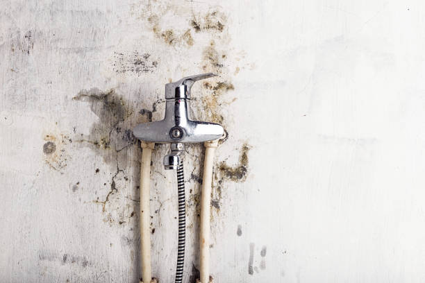 Best Emergency Mold Removal  in Ashland, PA