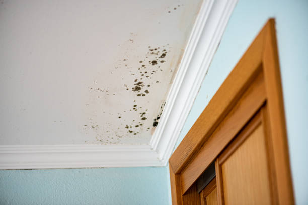 Best Mold Testing  in Ashland, PA