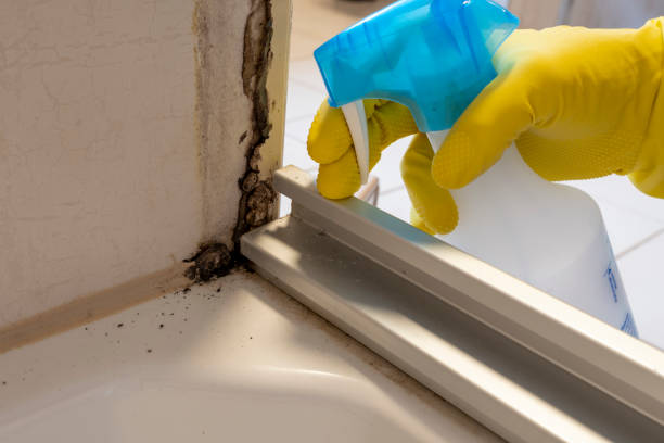 Best Professional Mold Removal  in Ashland, PA