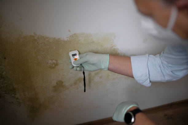 Certified Mold Removal in Ashland, PA