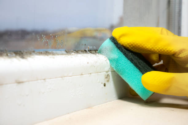 Best Mold Removal Specialists  in Ashland, PA