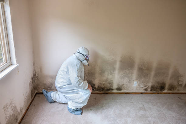 Trusted Ashland, PA Mold Removal Experts