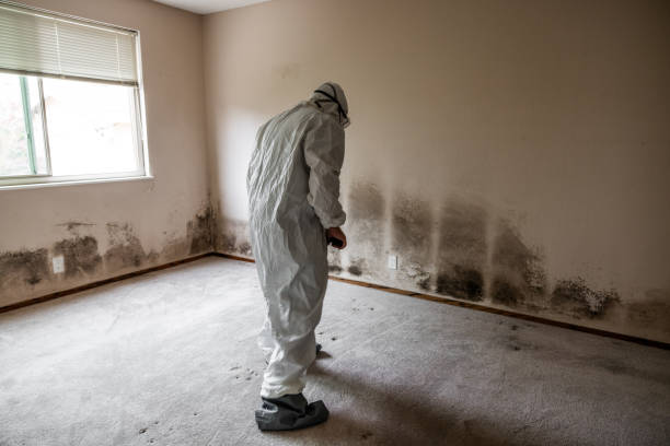 Best Mold Testing and Removal  in Ashland, PA
