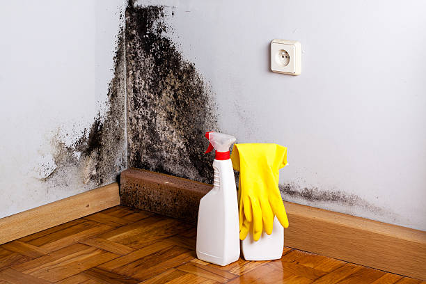 Best Local Mold Removal Service  in Ashland, PA