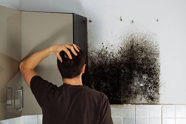 Best Mold Removal Company Near Me  in Ashland, PA