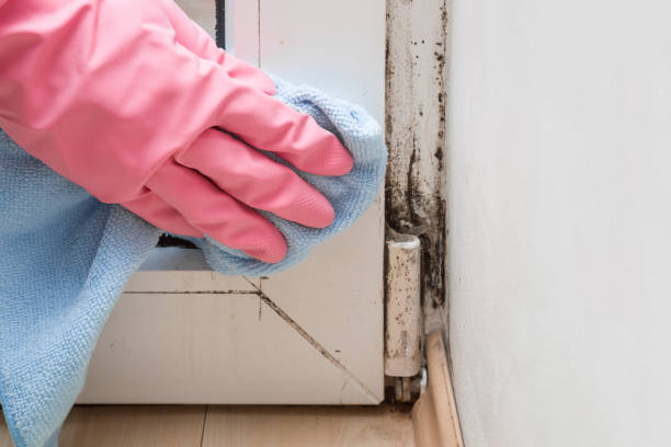 Best Fast Mold Removal  in Ashland, PA